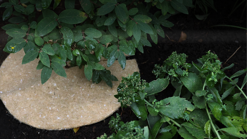 Why Fall Is the Best Time to Mulch (And What Most Gardeners Get Wrong)