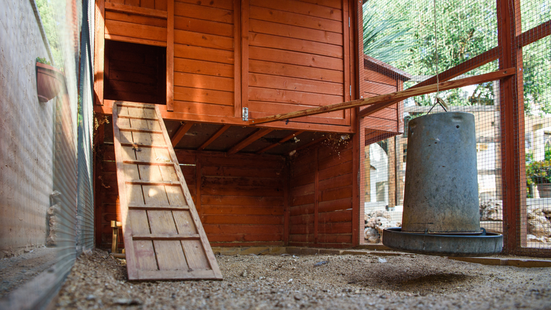How to Keep Chicken Nesting Boxes Clean and Fresh: A Simple Guide for Every Season