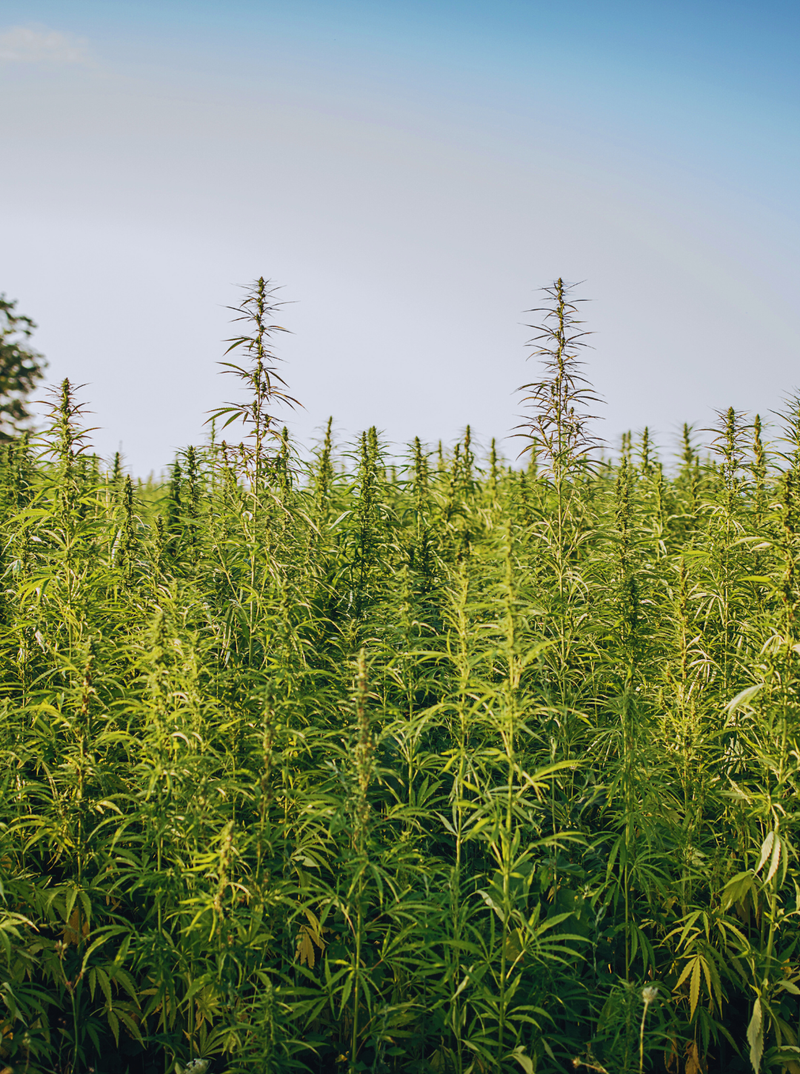 The History of Hemp Cultivation in Canada