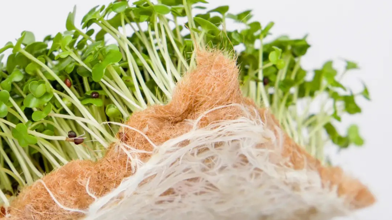 Why Grow Mats Are the Best Medium for Microgreens