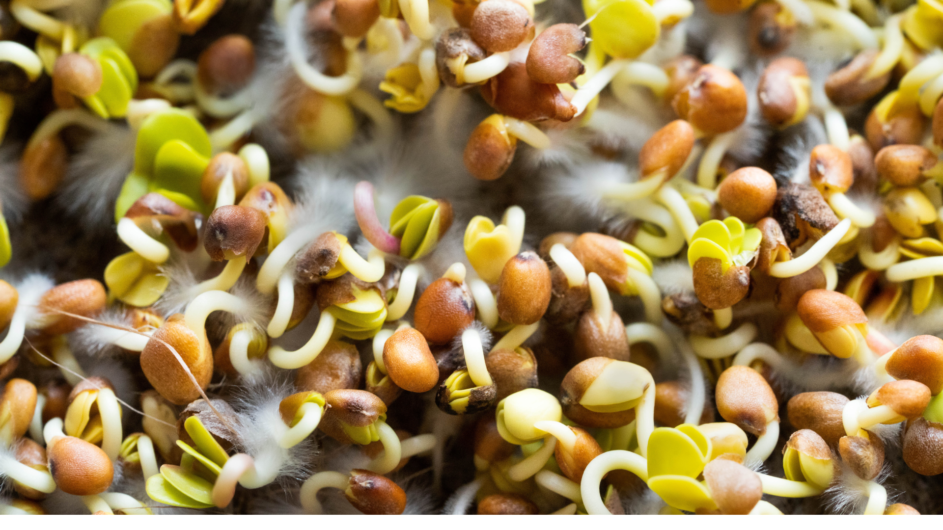Mold on Microgreens? How Your Grow Mat Choice Makes All the Difference