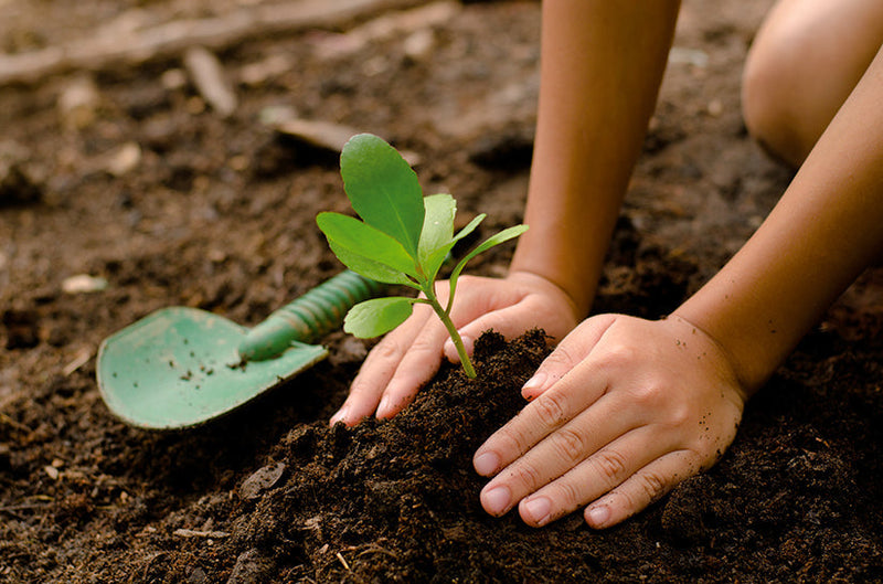Why Hemp Weed Suppressant Blankets Improve Tree Survival Rates