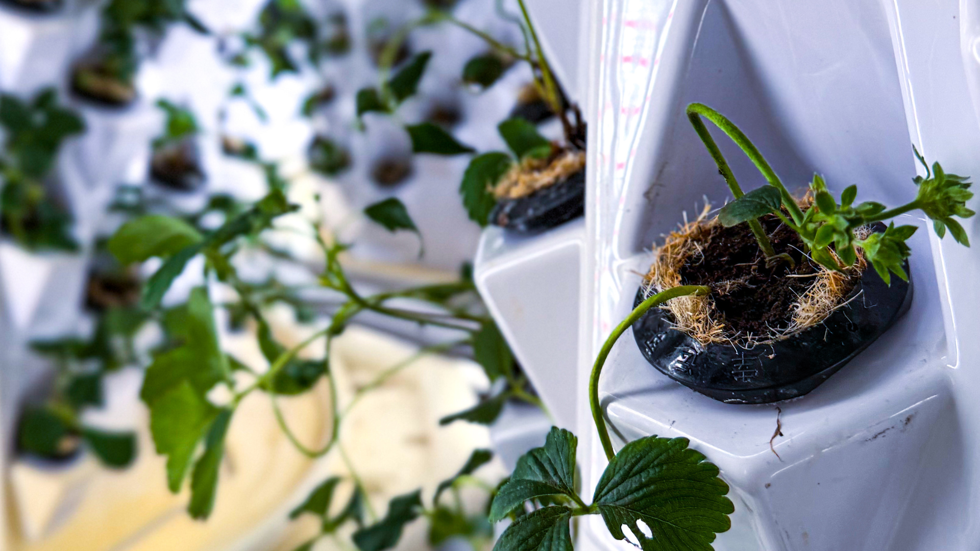 How Energro Is Transforming a Former Cannabis Greenhouse Into a Local Food Source for Alberta — and TerraFibre  Is Playing a Role