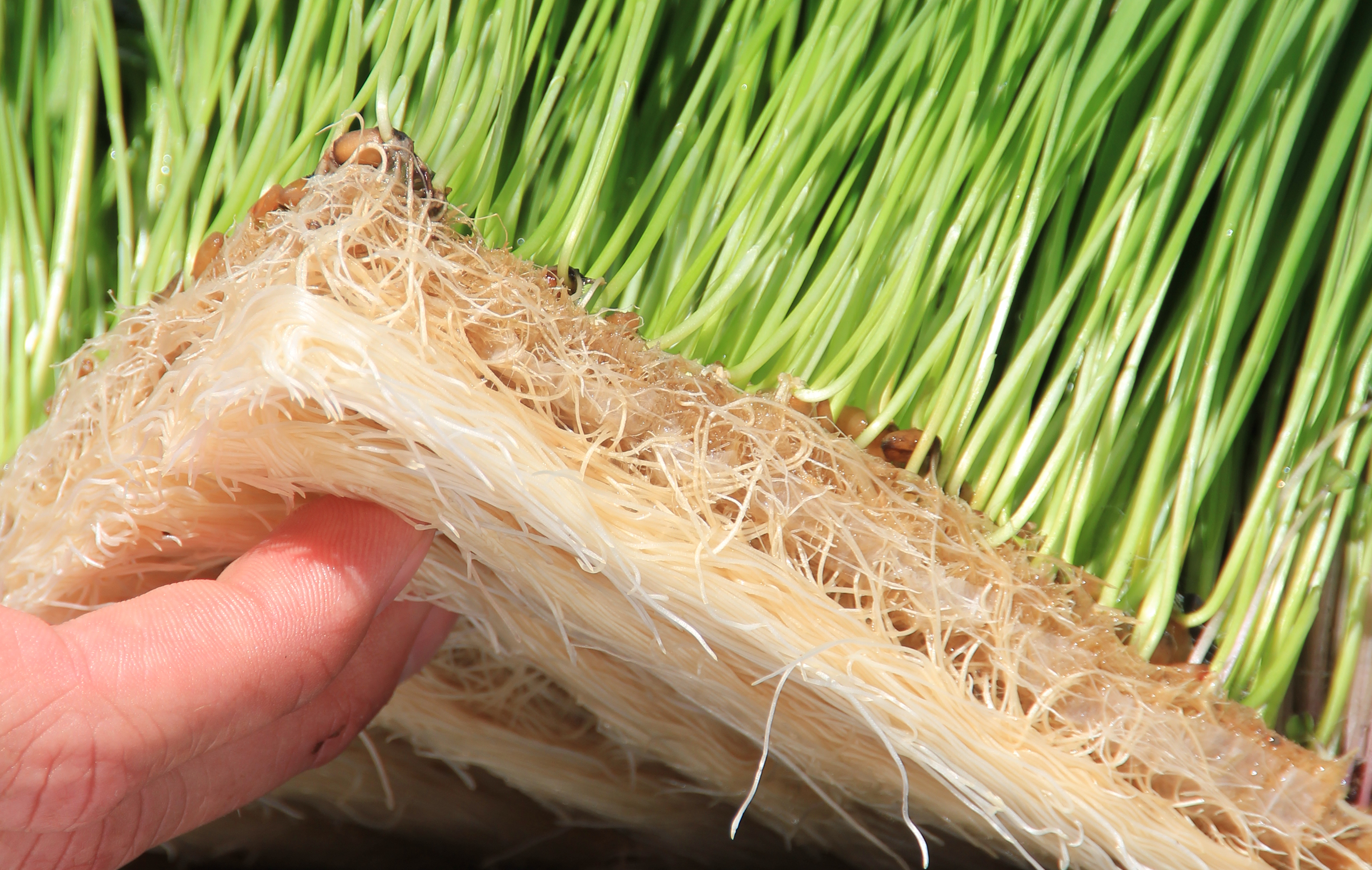 Grow Mat