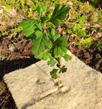 Hemp Mulch Mats