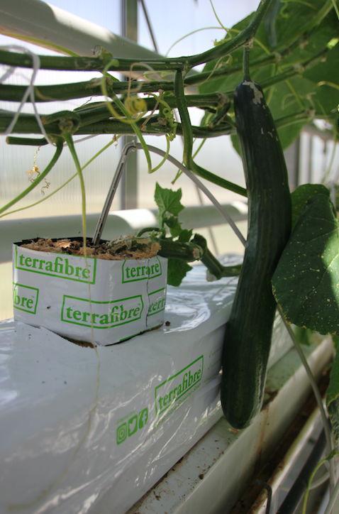 Natural Fibre Growing Block 4"