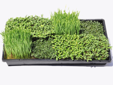 Grow Your Own Microgreens - Farmer Starter Kit