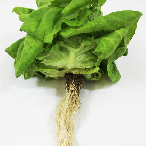 Hemp Grow Medium for hydroponic farming - lettuce