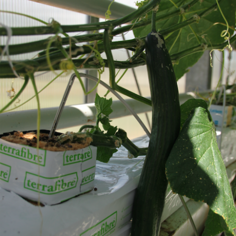 Terrafibre Hemp fibre growing slab for cucumbers