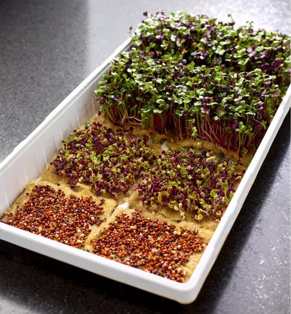 Terrafibre Hemp Growing Cubes Microgreens
